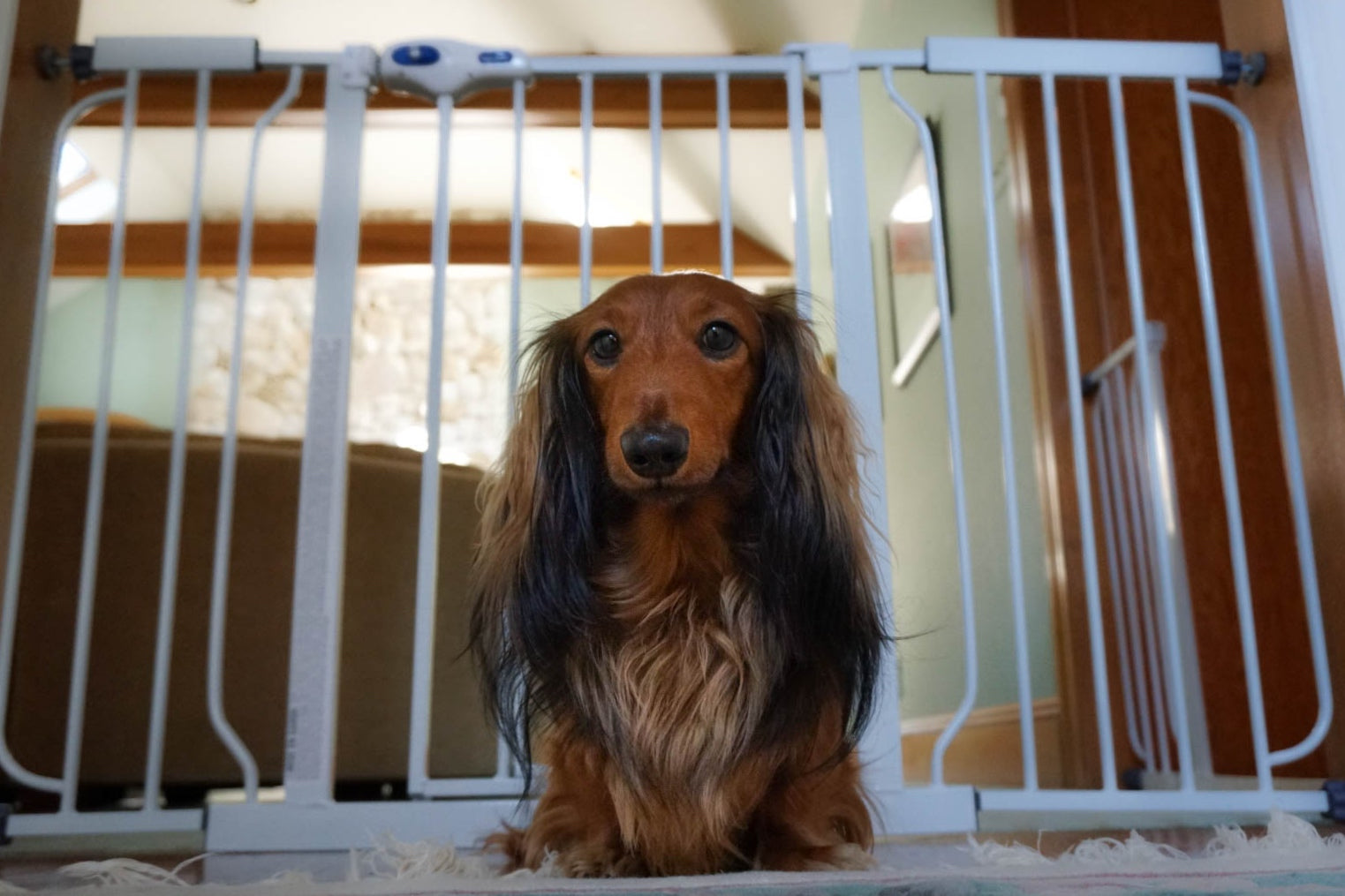 can dogs go down steep stairs