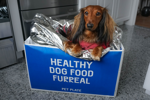 DJANGO Pet Plate Food Review|Our Experience with this Fresh Dog Food Subscription Service.png