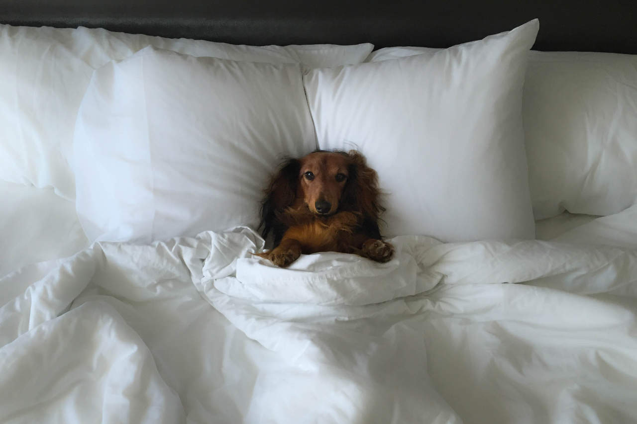 can dogs suffocate under bed covers