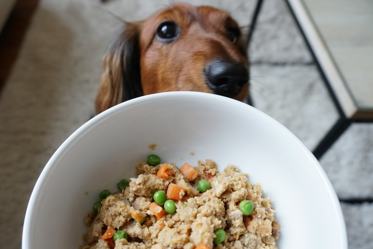 are of grain free dog foods safe