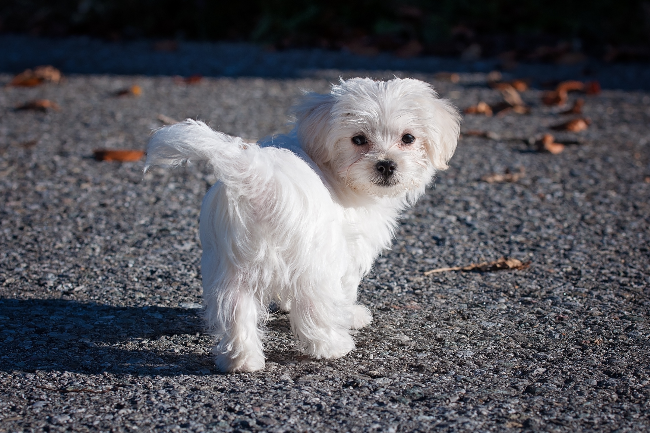 DJANGO Dog Blog - 15 Best Small Dog Breeds that Don't Shed - Maltese