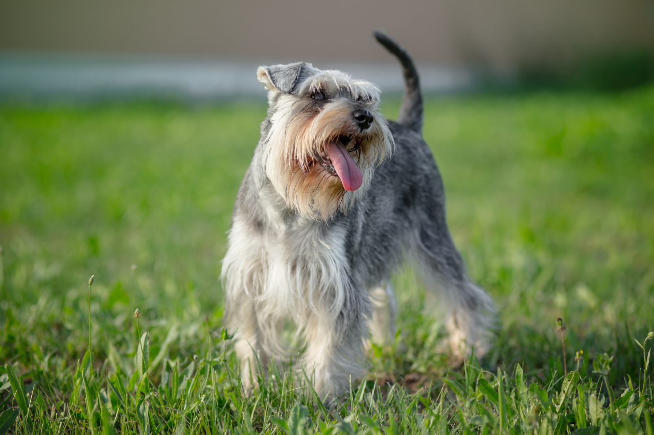 DJANGO Dog Blog - 15 Best Small Dog Breeds that Don't Shed - Mini Schnauzer