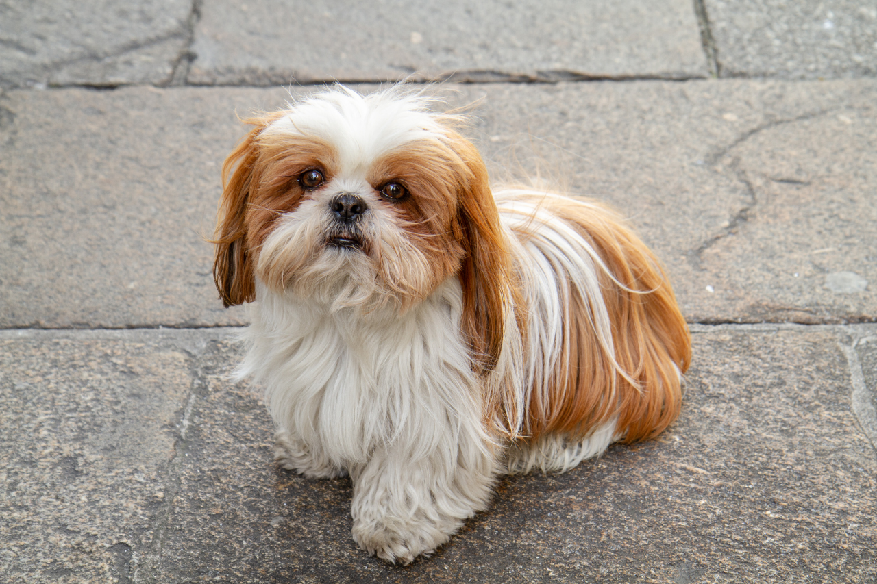 DJANGO Dog Blog - 15 Best Small Dog Breeds that Don't Shed - Shih Tzu