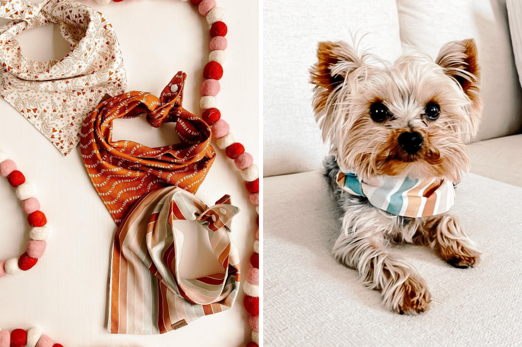 Best Instagram Pet Shop and Boutique - @zozospaw
