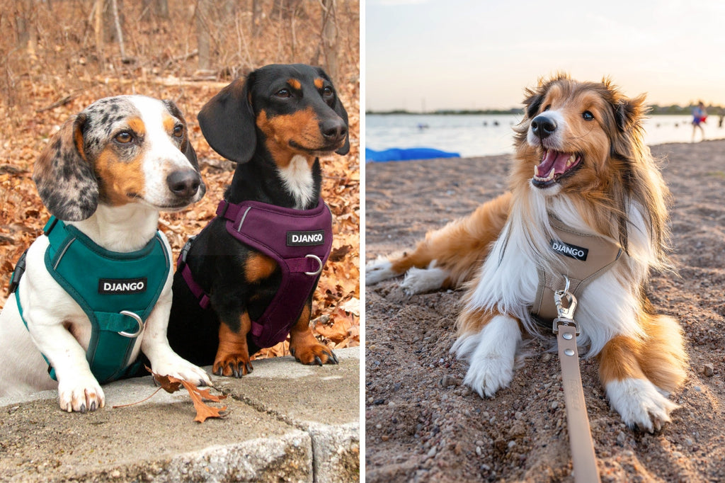 2023 Holiday Gift Guide - DJANGO - Matching Dog Walking Sets (Tahoe No Pull Dog Harness now in XL and XXL)