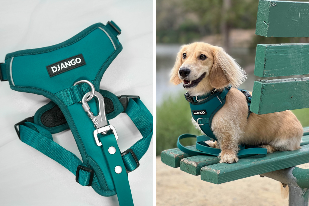 Dachshund Harnesses  Premium Quality for Your Wiener Dog