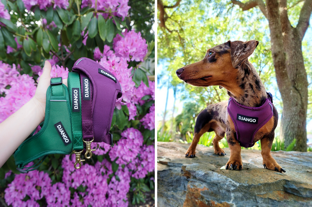 A Short Haired Miniature Dachshund on a Lead and Wearing a Harness