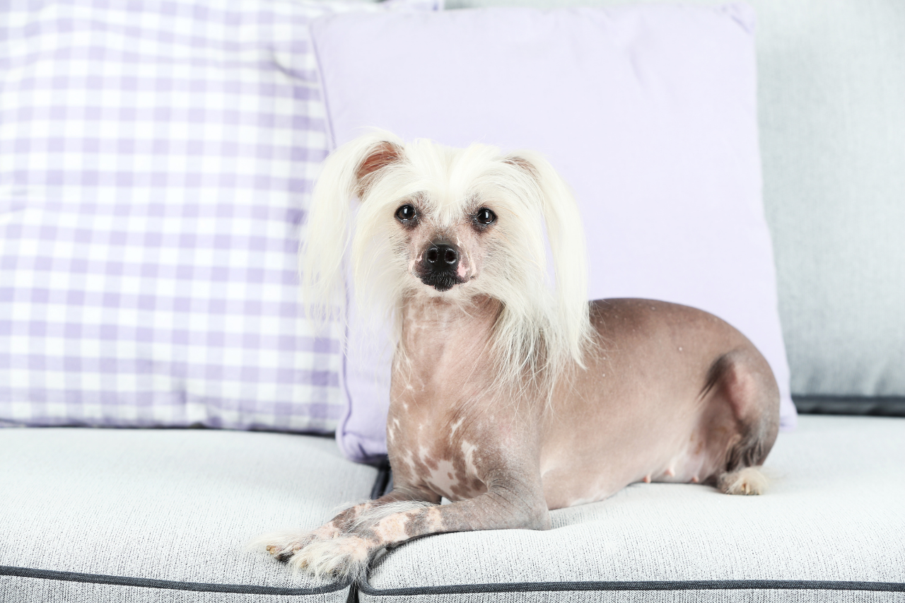 DJANGO Dog Blog - 15 Best Small Dog Breeds that Don't Shed - Chinese Crested