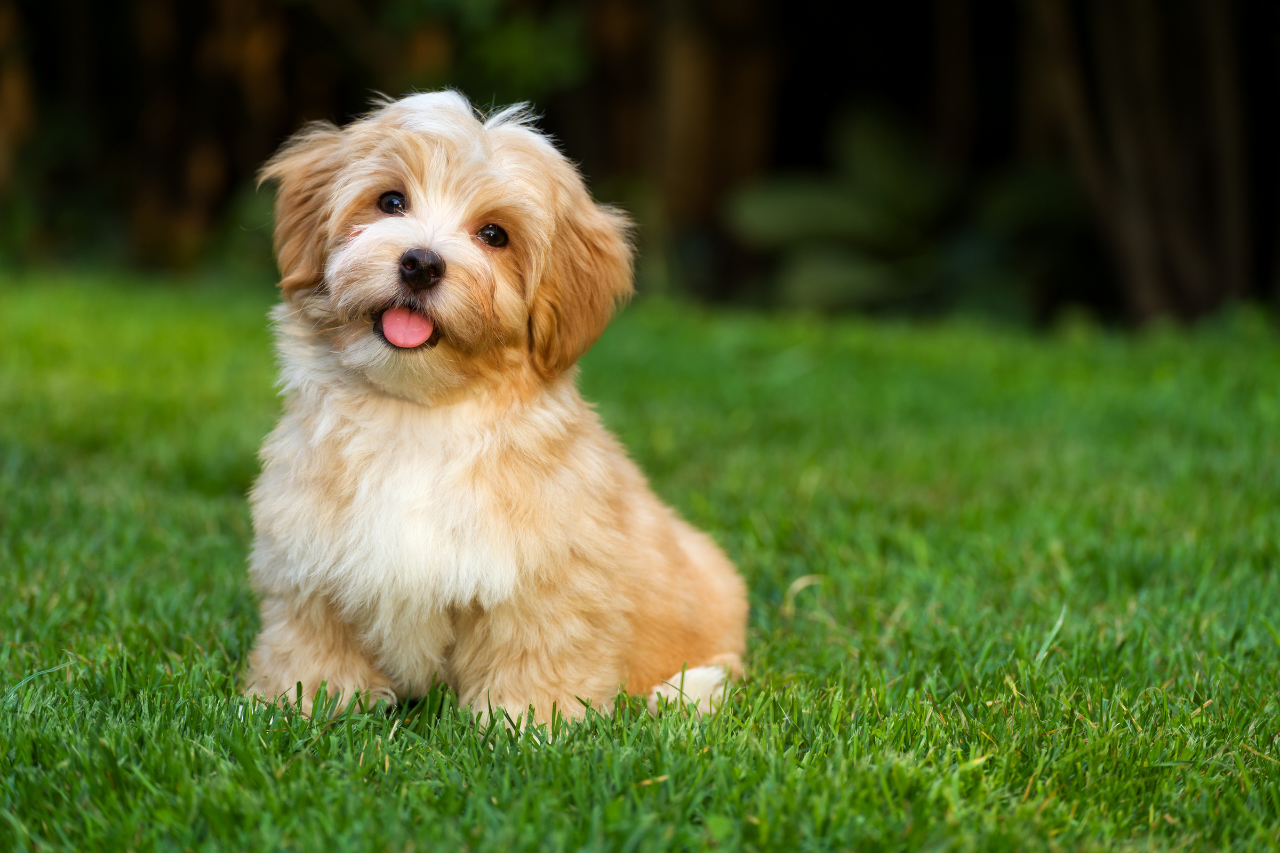 DJANGO Dog Blog - 15 Best Small Dog Breeds that Don't Shed - Havanese