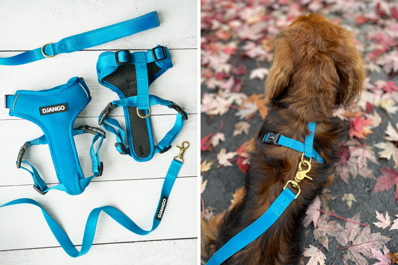 How to Fit the 5 Main Types of Dog Harnesses 