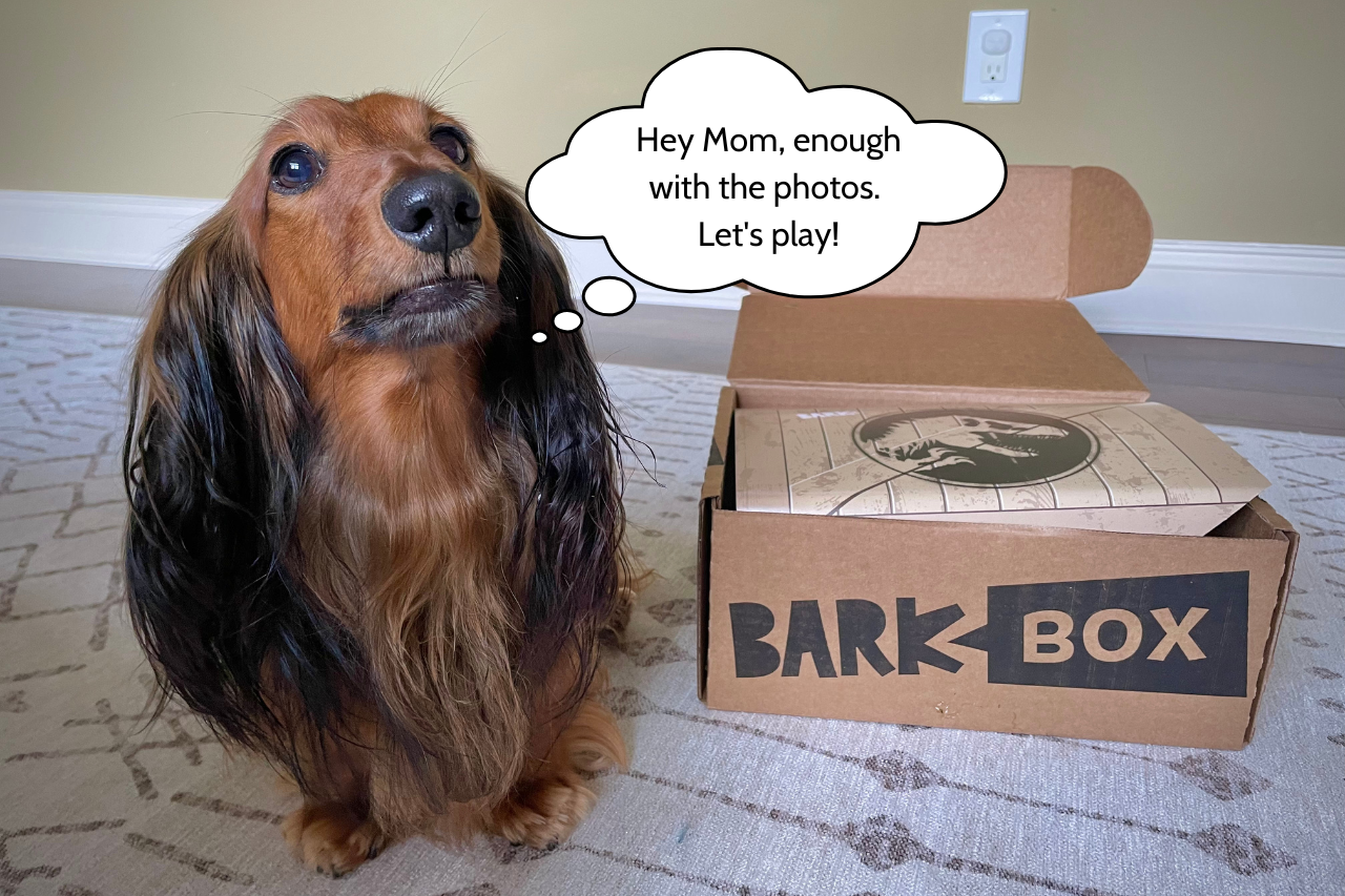 BarkBox Review and Unboxing - Django about to open his Jurassic World themed BarkBox