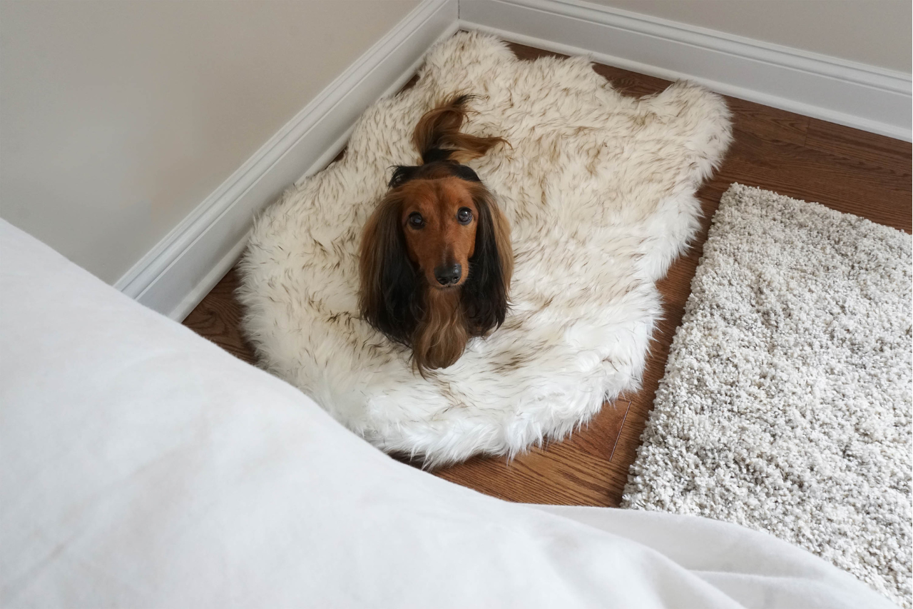 Best Orthopedic Dog Bed and Waterproof Dog Blanket - djangobrand.com