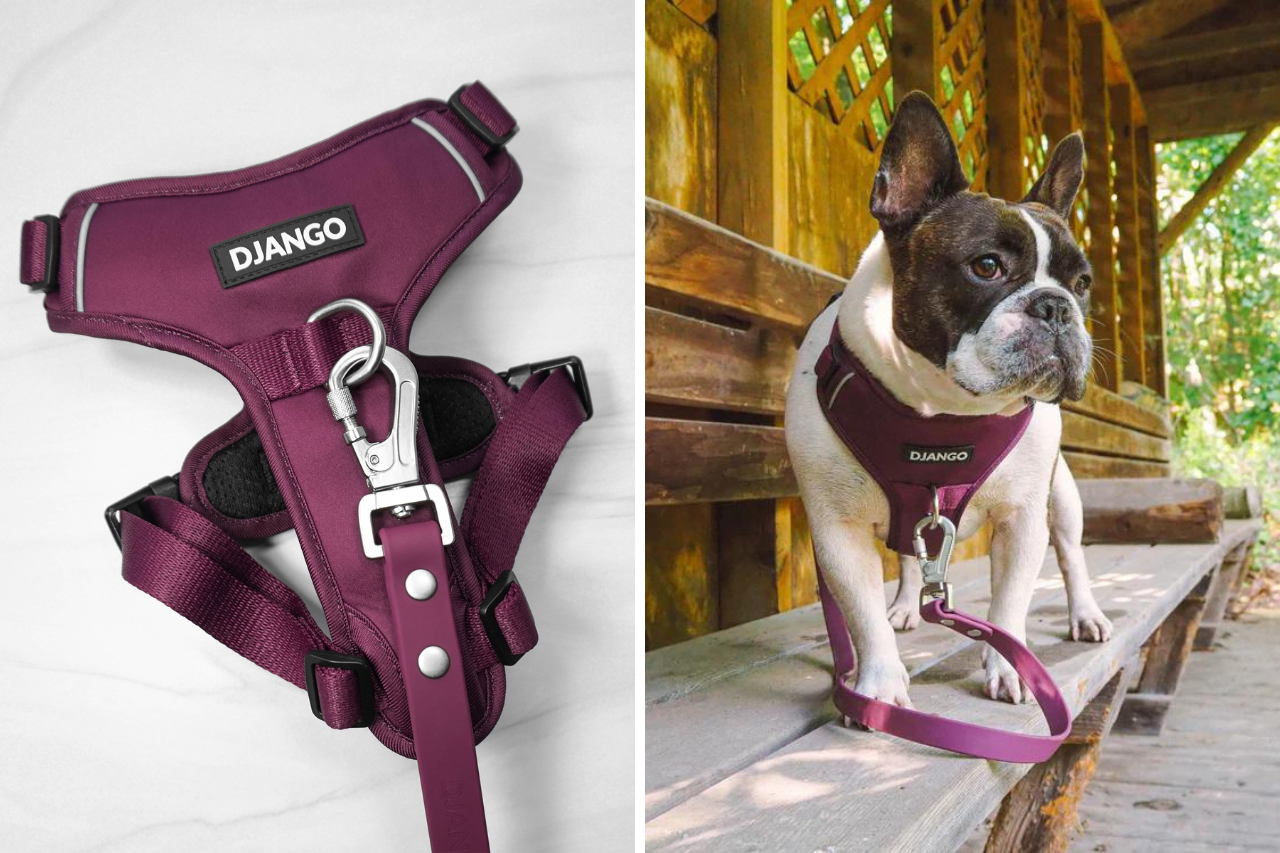 Best no pull dog harness for French Bulldogs