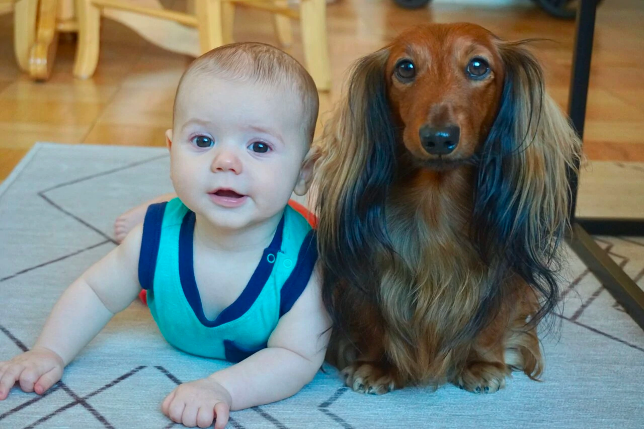 what dog breed is best with babies