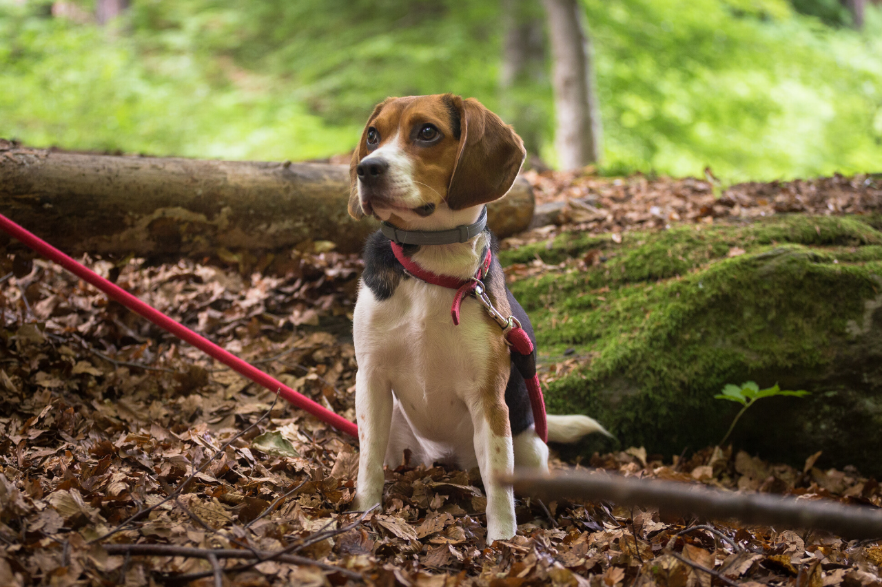 Beagle - A great small dog breed for hiking, backpacking, camping, and other outdoor adventures - djangobrand.com