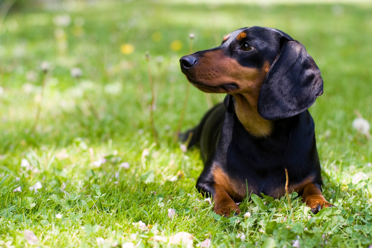 Dachshund - A great small dog breed for hiking, backpacking, camping, and other outdoor adventures - djangobrand.com