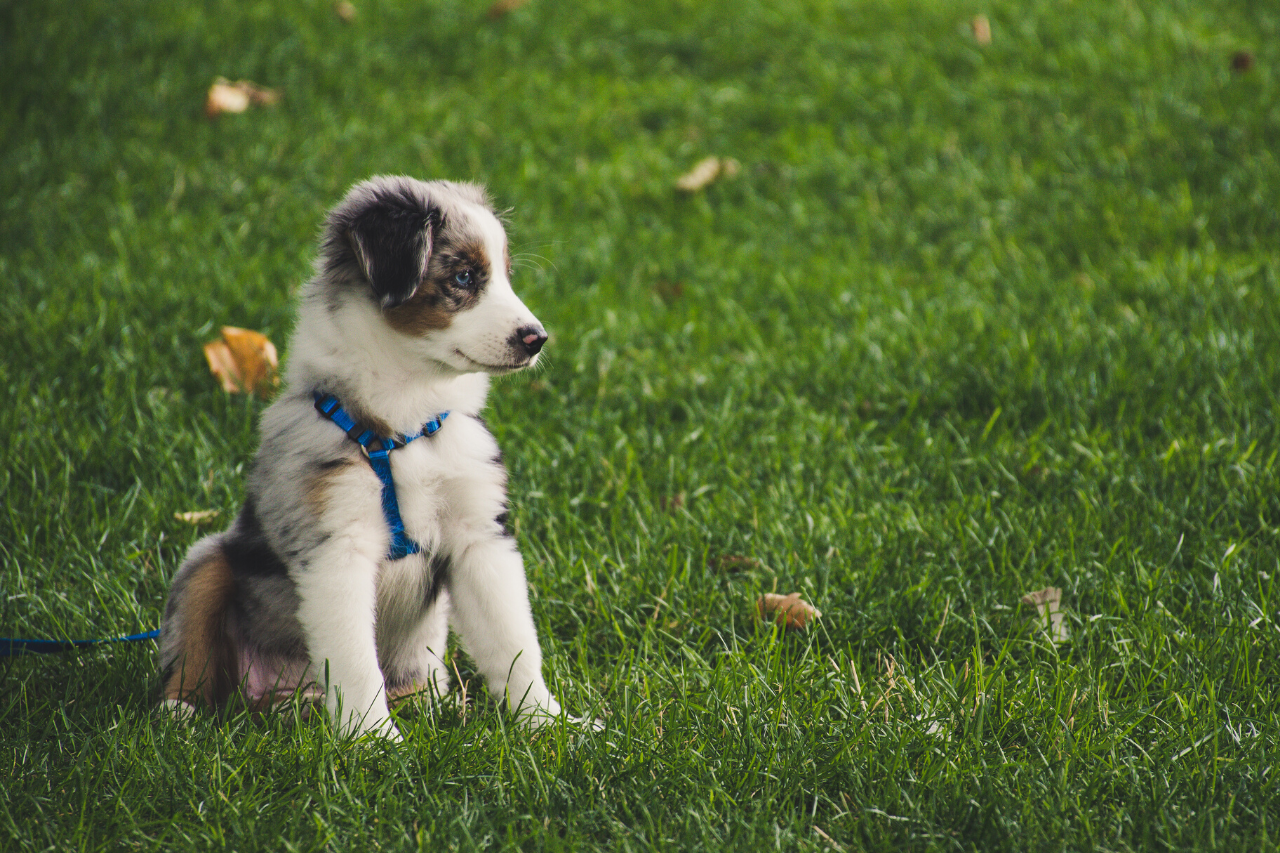 Mini Australian Shepherd - A great small dog breed for hiking, backpacking, camping, and other outdoor adventures - djangobrand.com