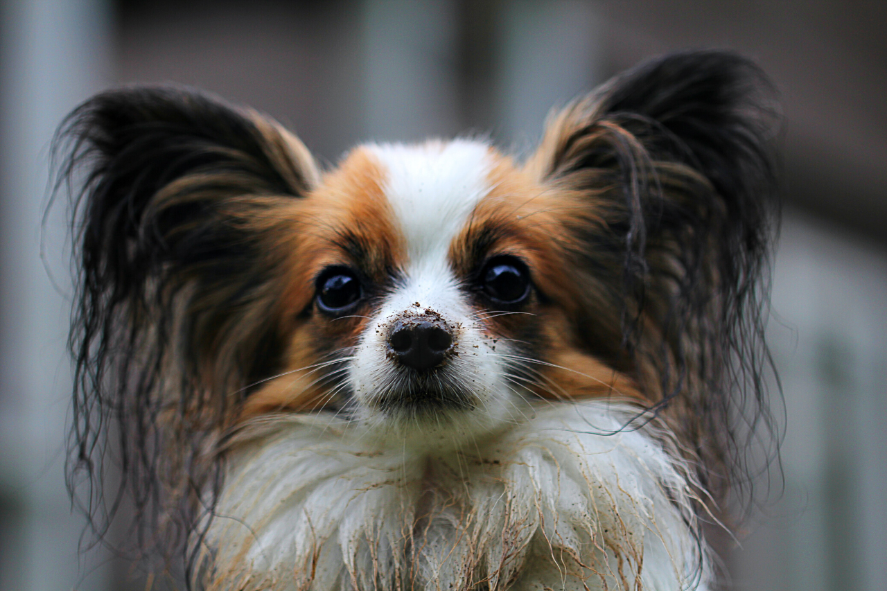 Papillon - A great small dog breed for hiking, backpacking, camping, and other outdoor adventures - djangobrand.com