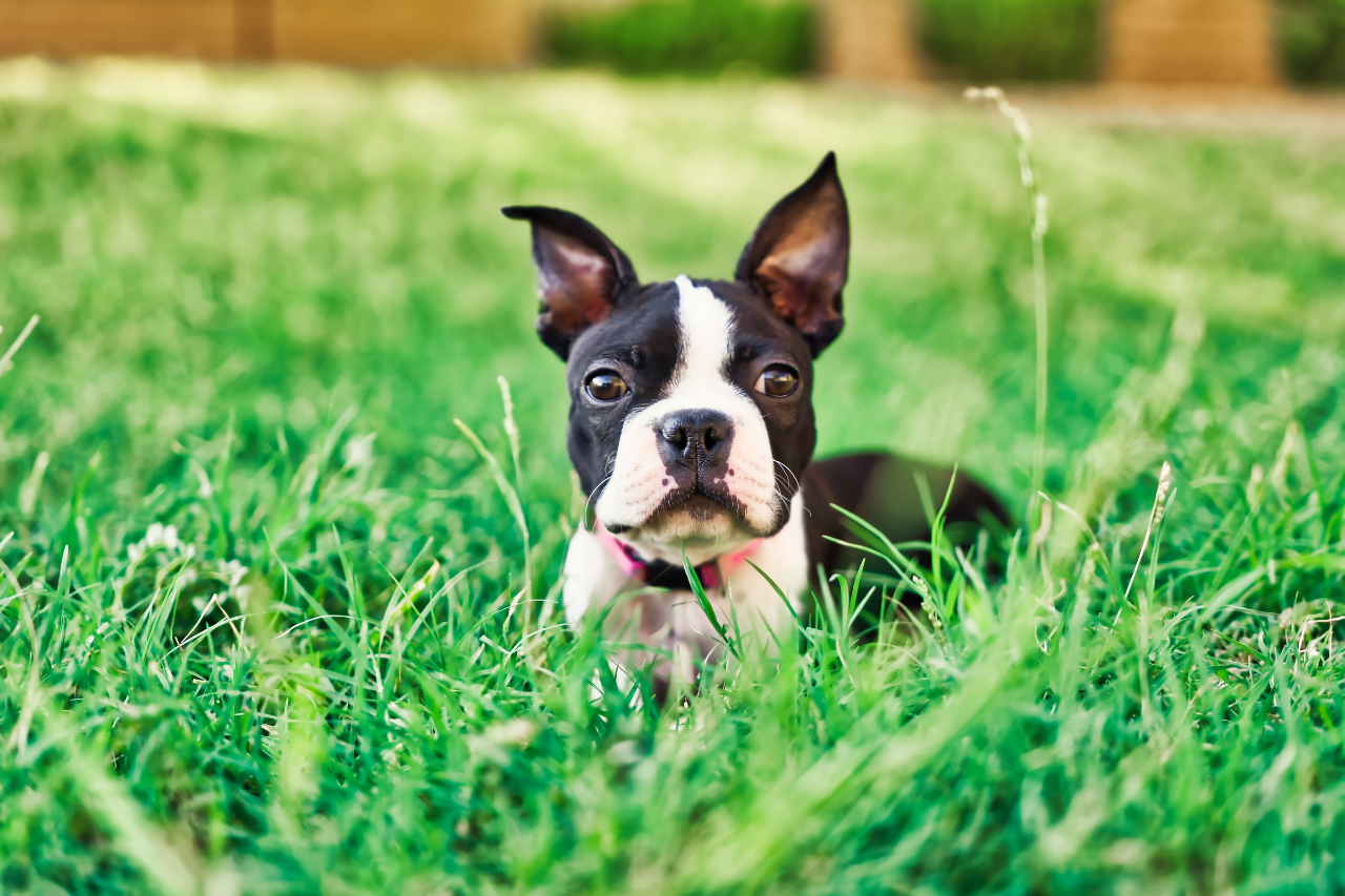 Best small and medium dog breeds for families with kids - Boston Terrier