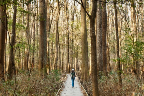 Congaree National Park, South Carolina