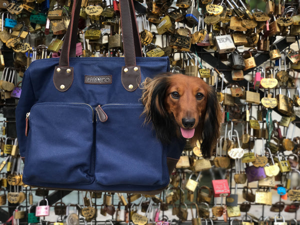 DJANGO - Little man @djangothegent hanging out in Paris in his DJANGO Pet Tote - djangobrand.com