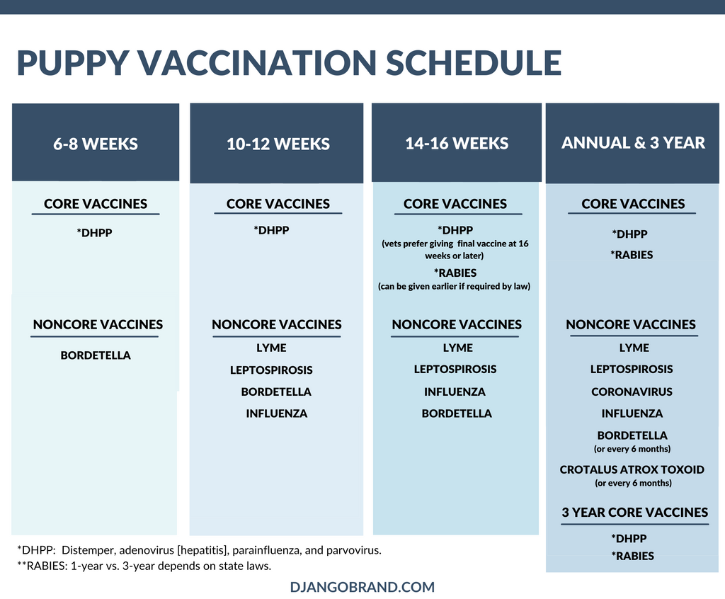 Puppy Vaccination Schedule (Update/DJANGO Dog Blog)