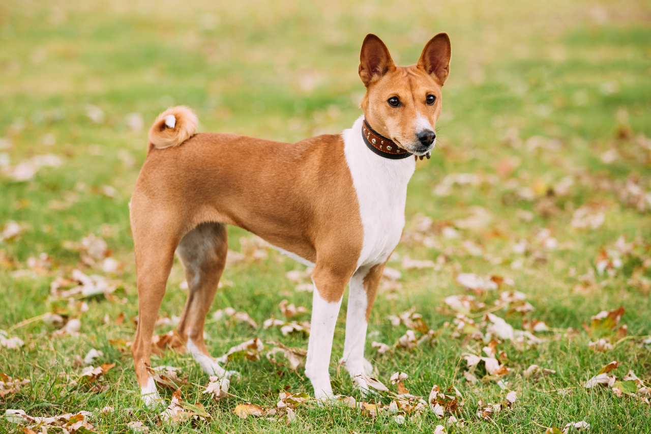 DJANGO Dog Blog - 15 Best Small Dog Breeds that Don't Shed - Basenji