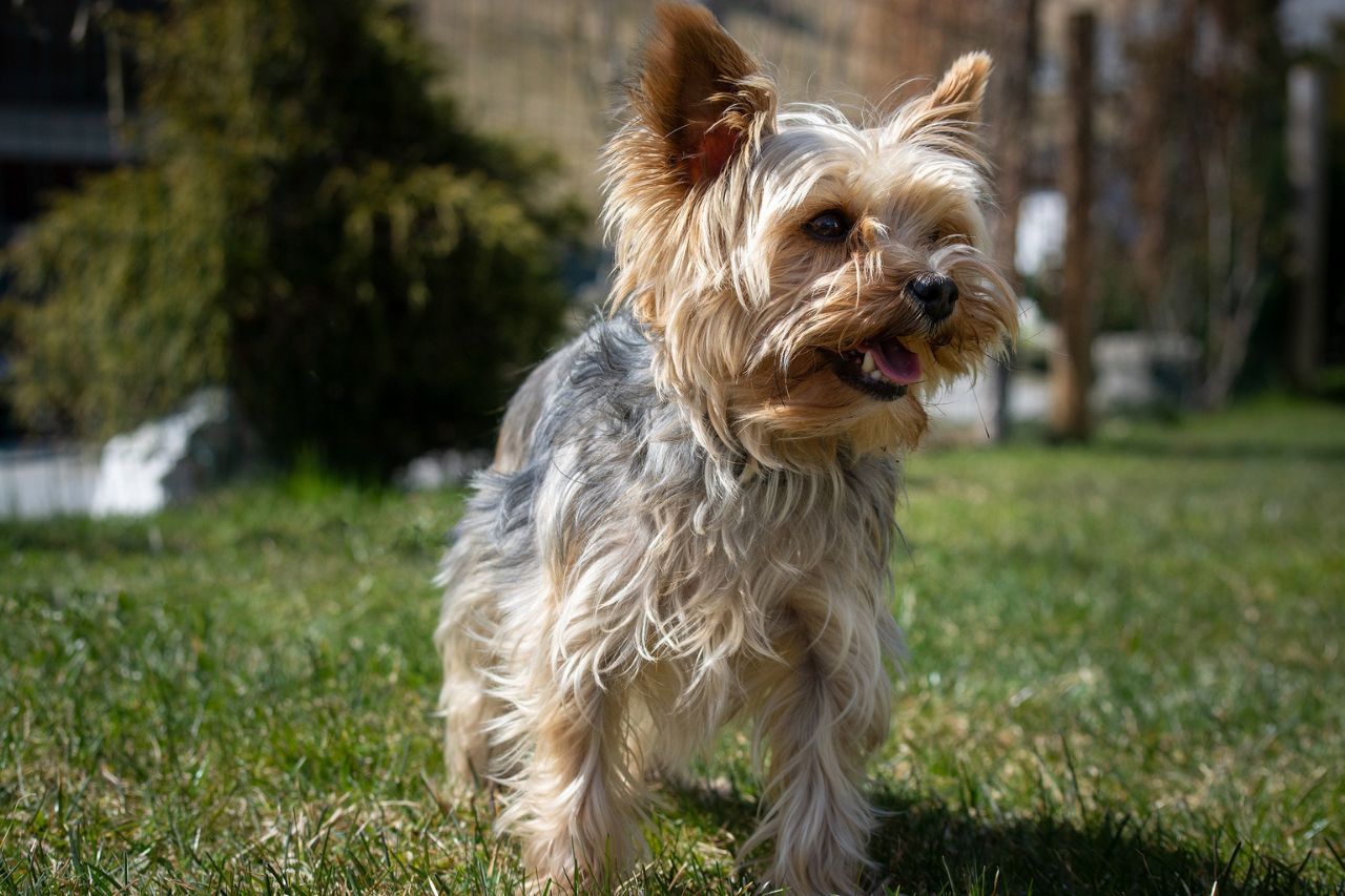 DJANGO Dog Blog - 15 Best Small Dog Breeds that Don't Shed - Yorkshire Terrier 