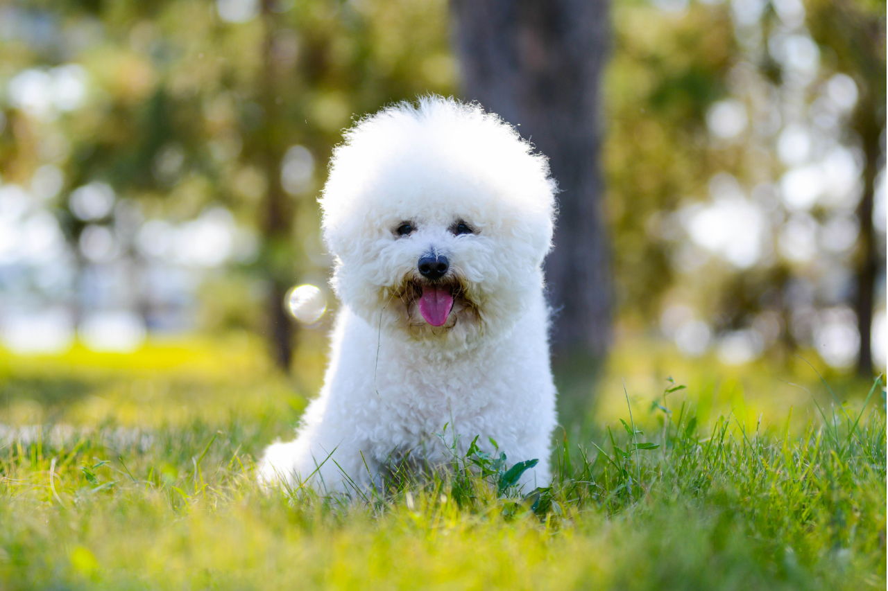 DJANGO Dog Blog - 15 Best Small Dog Breeds that Don't Shed Bichon Frise