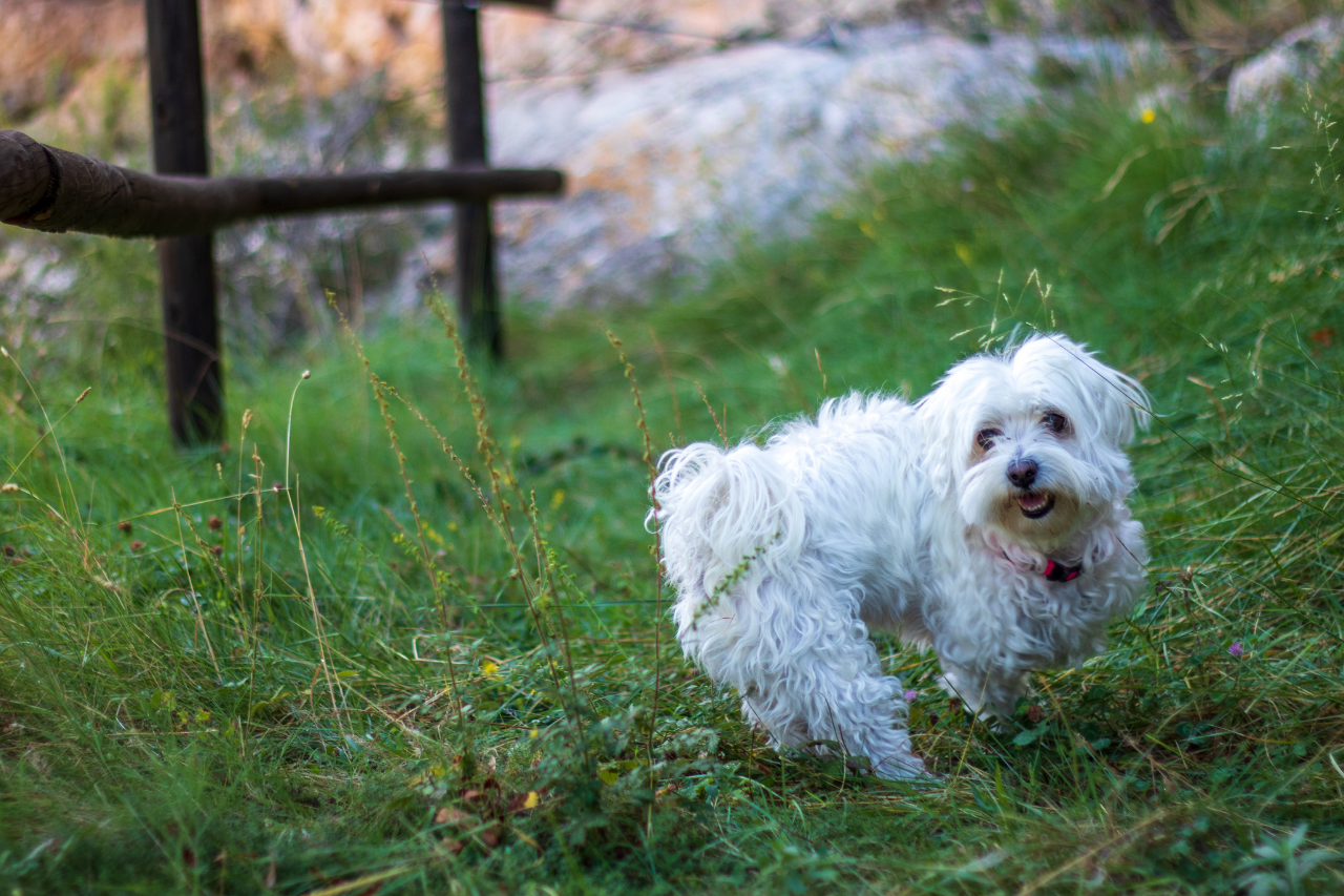 DJANGO Dog Blog - 15 Best Small Dog Breeds that Don't Shed - Bolognese dog