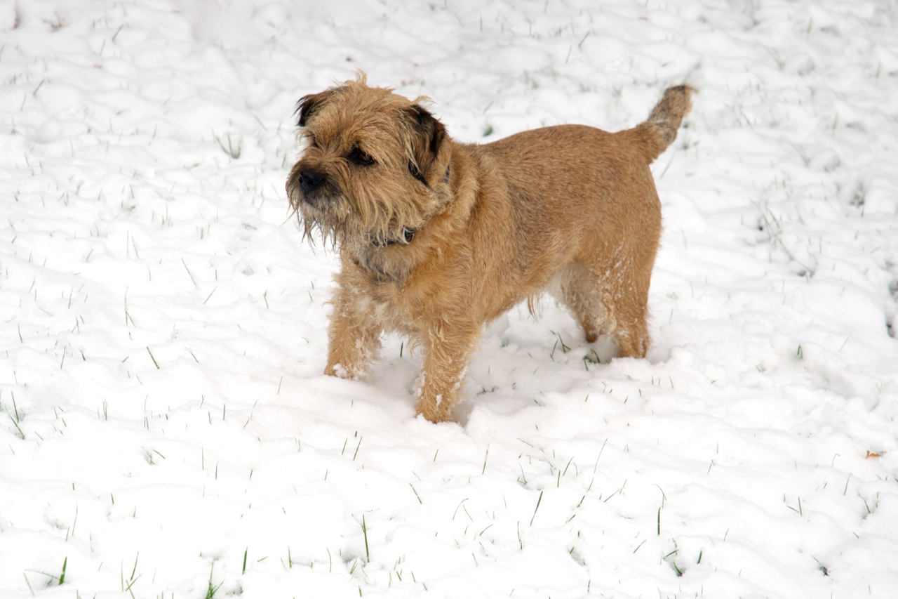DJANGO Dog Blog - 15 Best Small Dog Breeds that Don't Shed - Border terrier