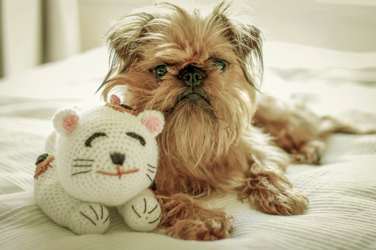 DJANGO Dog Blog - 15 Best Small Dog Breeds that Don't Shed - brussels griffon