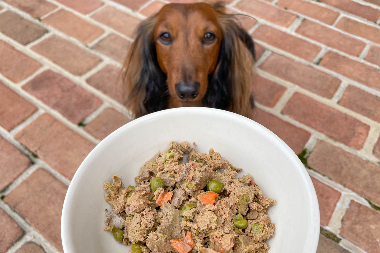 Django about to enjoy his A Pup Above dinner | DJANGO Dog Blog A Pup Above fresh dog food review