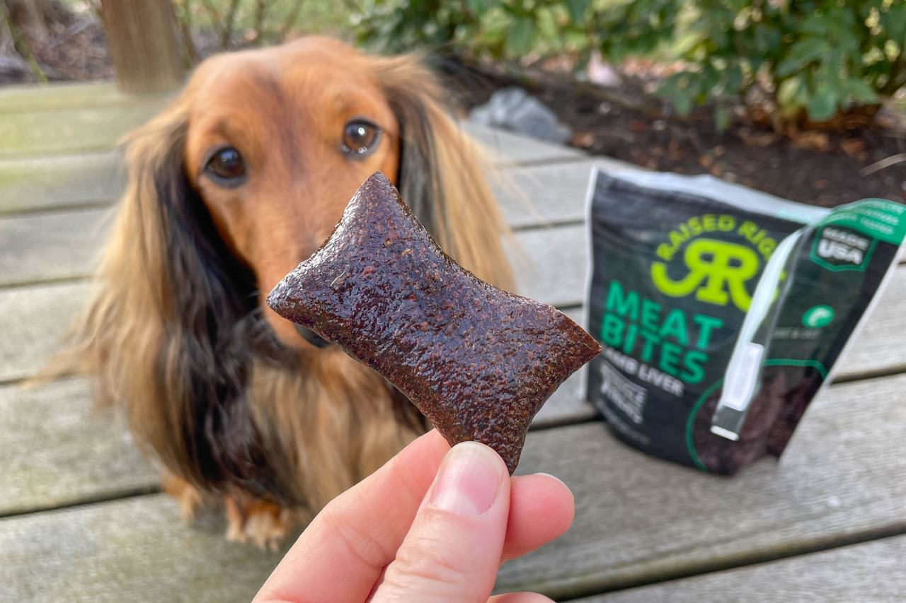 Django about to feast on his Raised Right Lamb Liver Meat Bite dog treats!