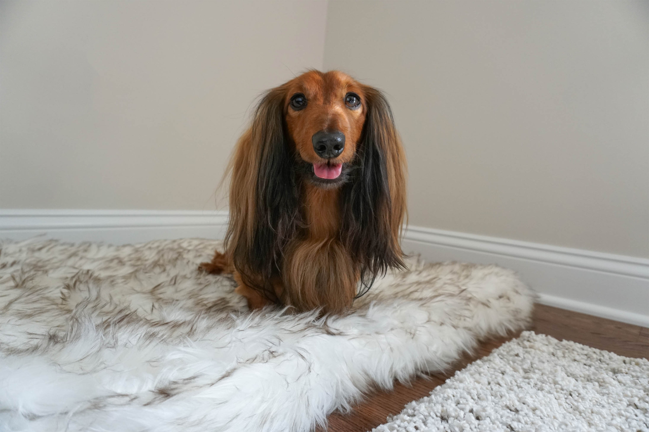 DJANGO Dog Blog Review: Best Orthopedic Dog Bed and Waterproof Dog Blanket - djangobrand.com