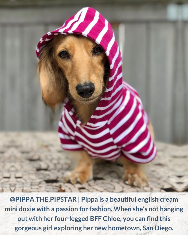Beautiful english cream dachshund puppy Pippa loves her DJANGO dog hoodies @pippa.the.pipstar - djangobrand.com