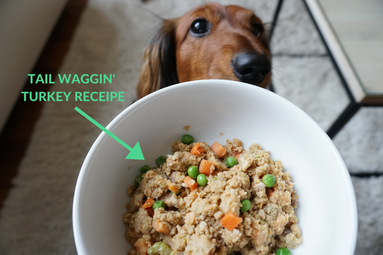 DJANGO Pet Plate Dog Food Product Review