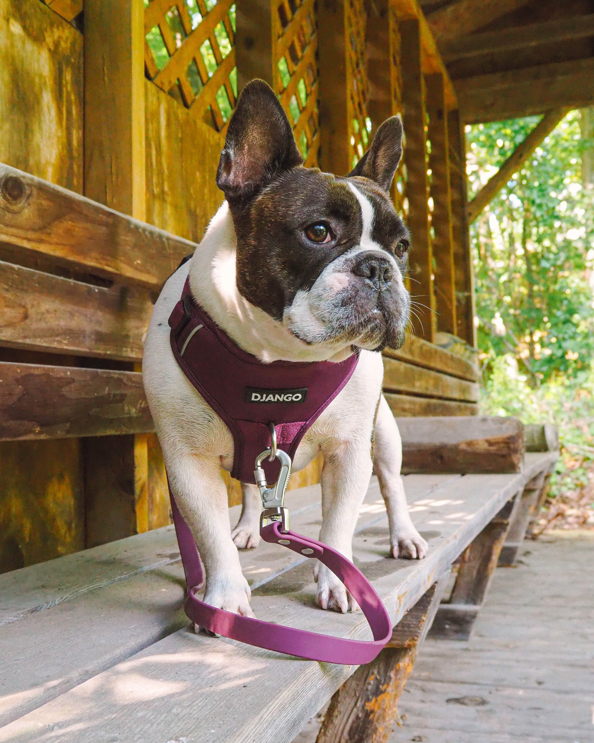 DJANGO Tahoe No Pull Dog Harness on adorable French Bulldog dog
