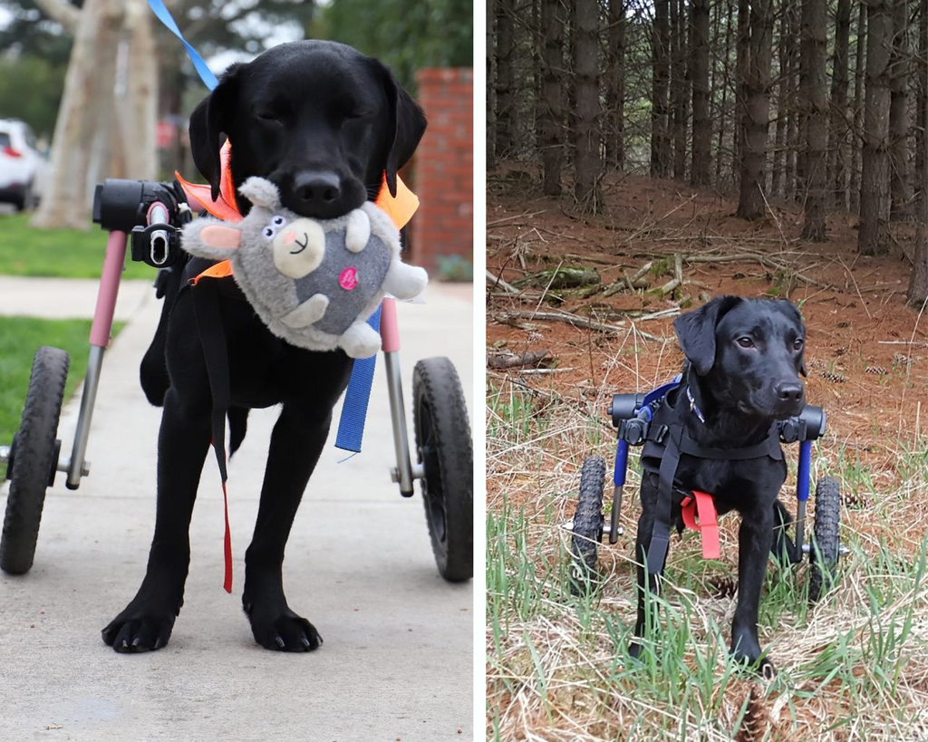 Django Dog Blog - Bennie the Black Labrador 