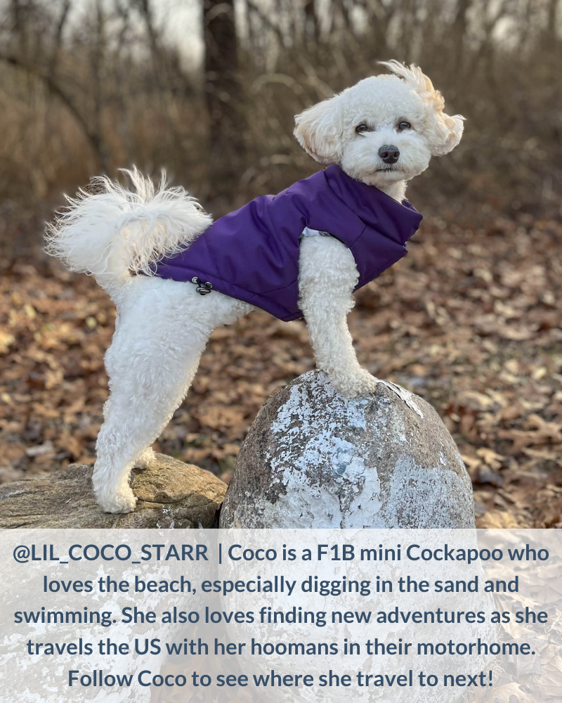 DJANGO dog model and adorable cockapoo Coco - djangobrand.com