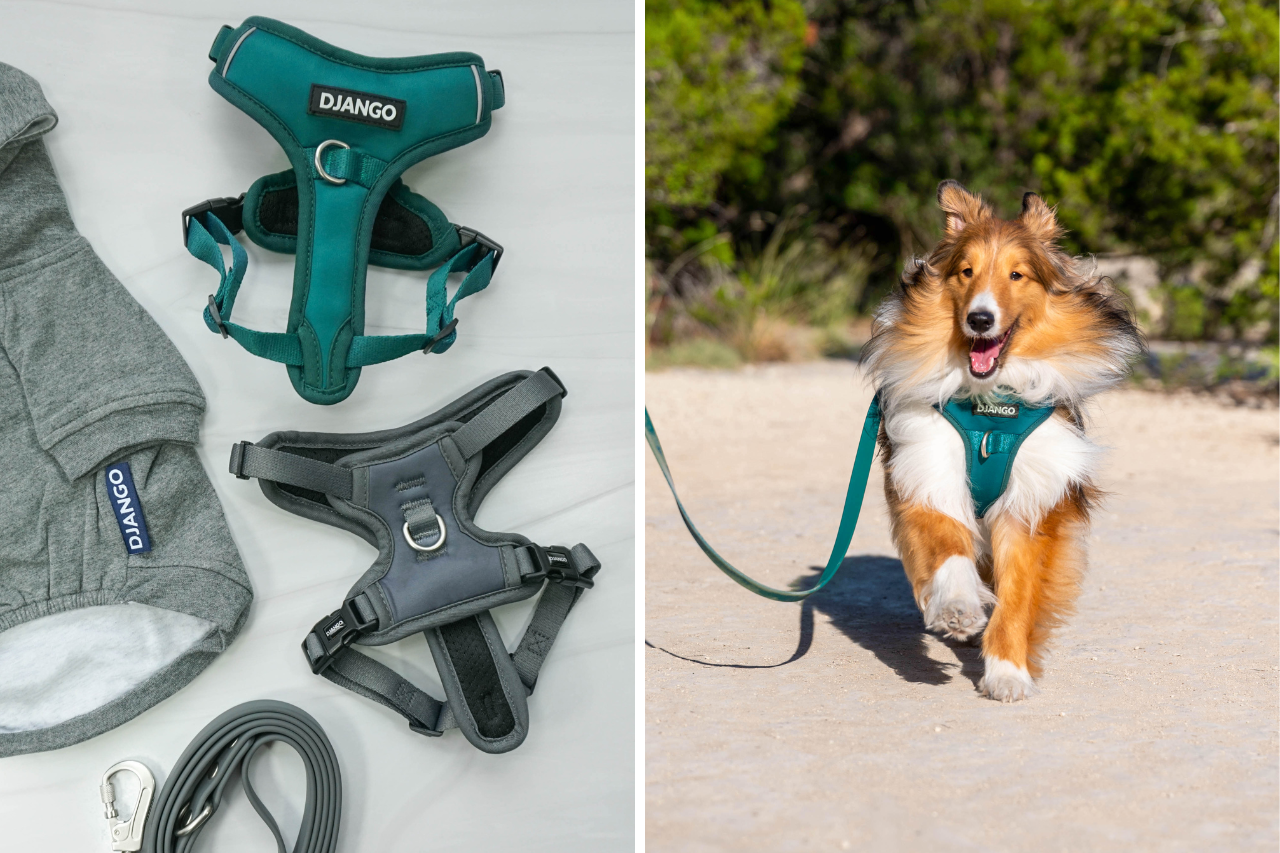 DJANGO dog harness with front and back clips - djangobrand.com