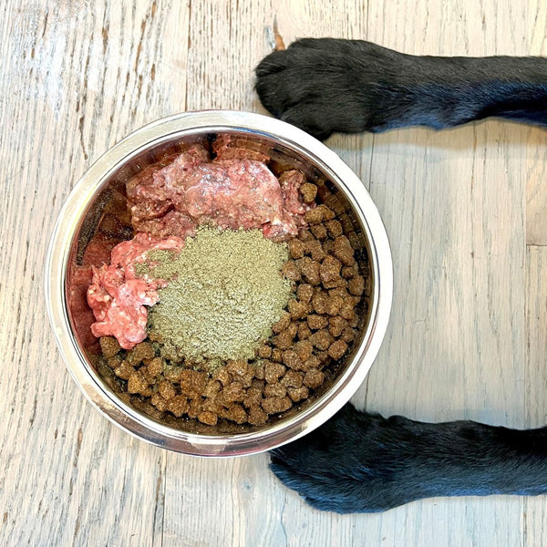 DJANGO Dog Blog - Gus Gut in a Raw Dog Food Bowl 