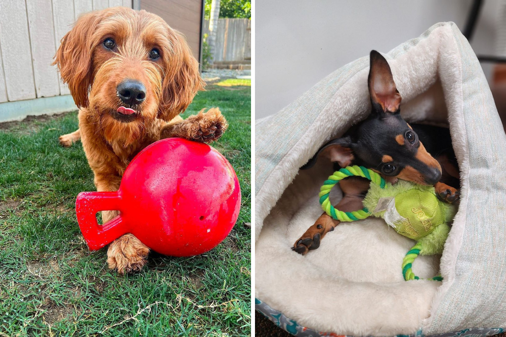 Holiday Gift Guide 2023 - Jolly Pet Dog Toys- DJANGO