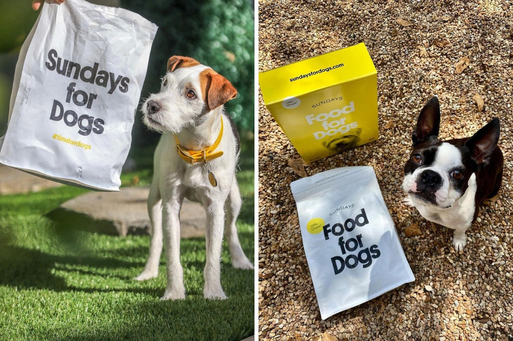 Holiday Gift Guide 2023 - Sundays Food For Dogs - DJANGO