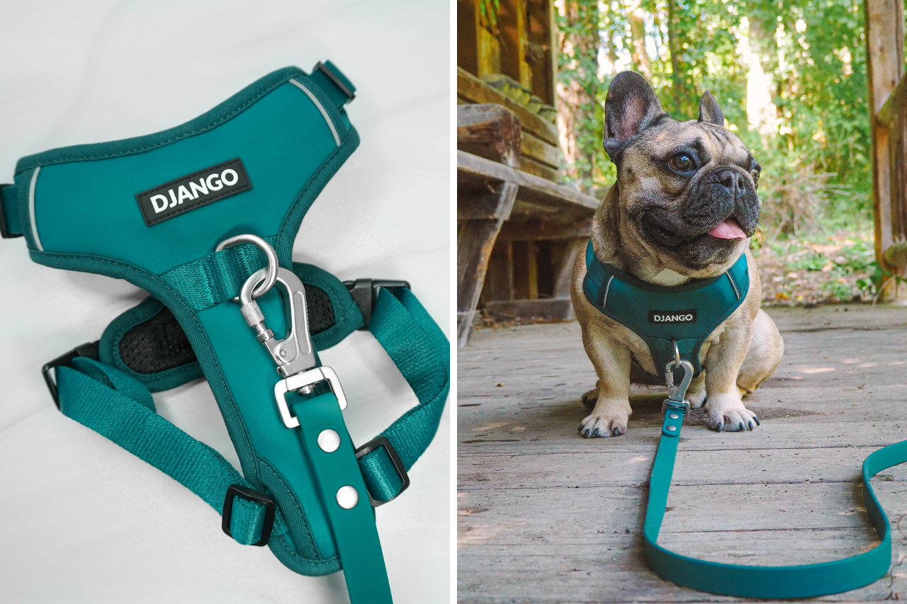 How to find the best dog harness for french bulldogs - djangobrand.com