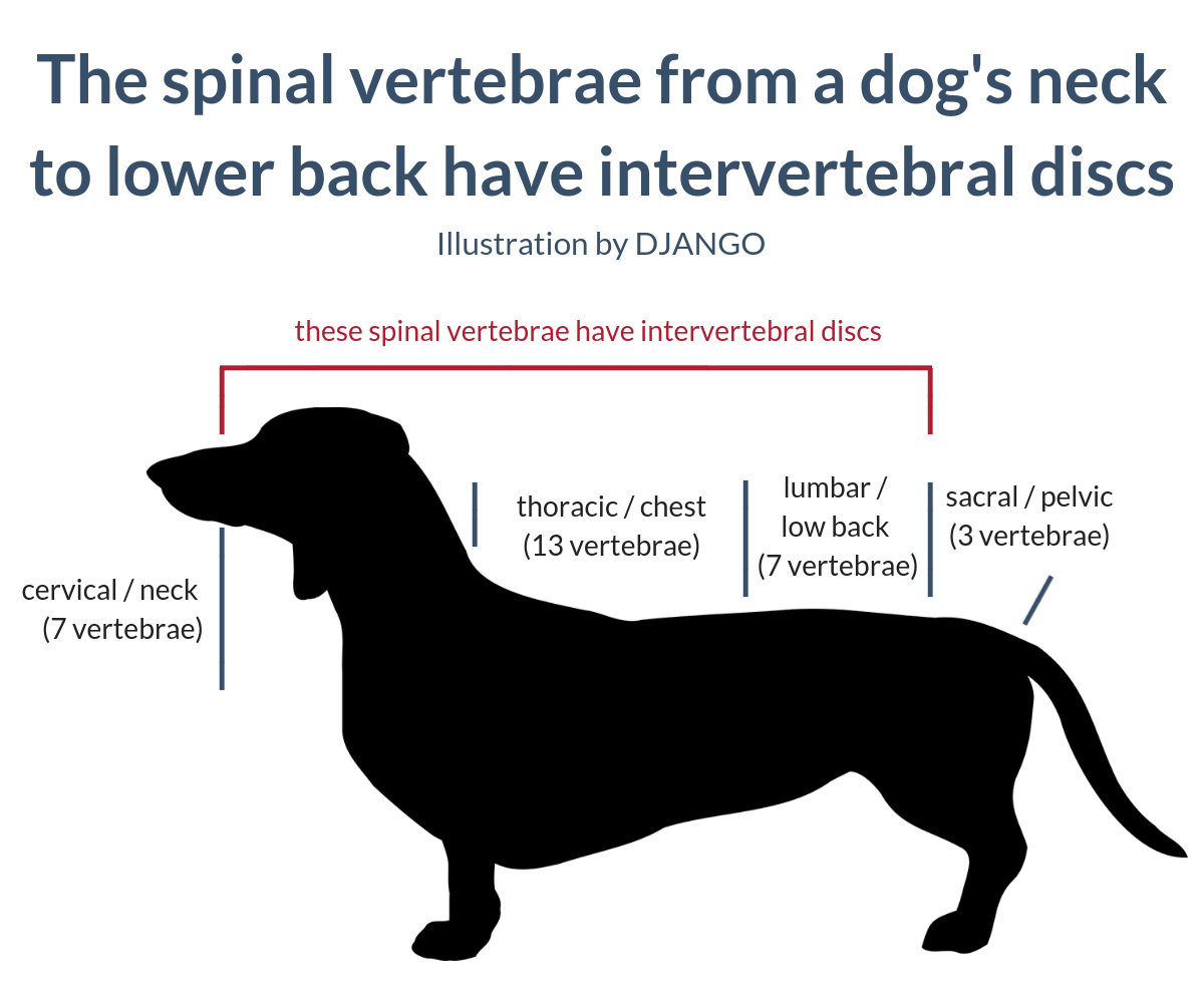 Image 1: The spinal vertebrae from a dog's neck to lower back have intervertebral discs
