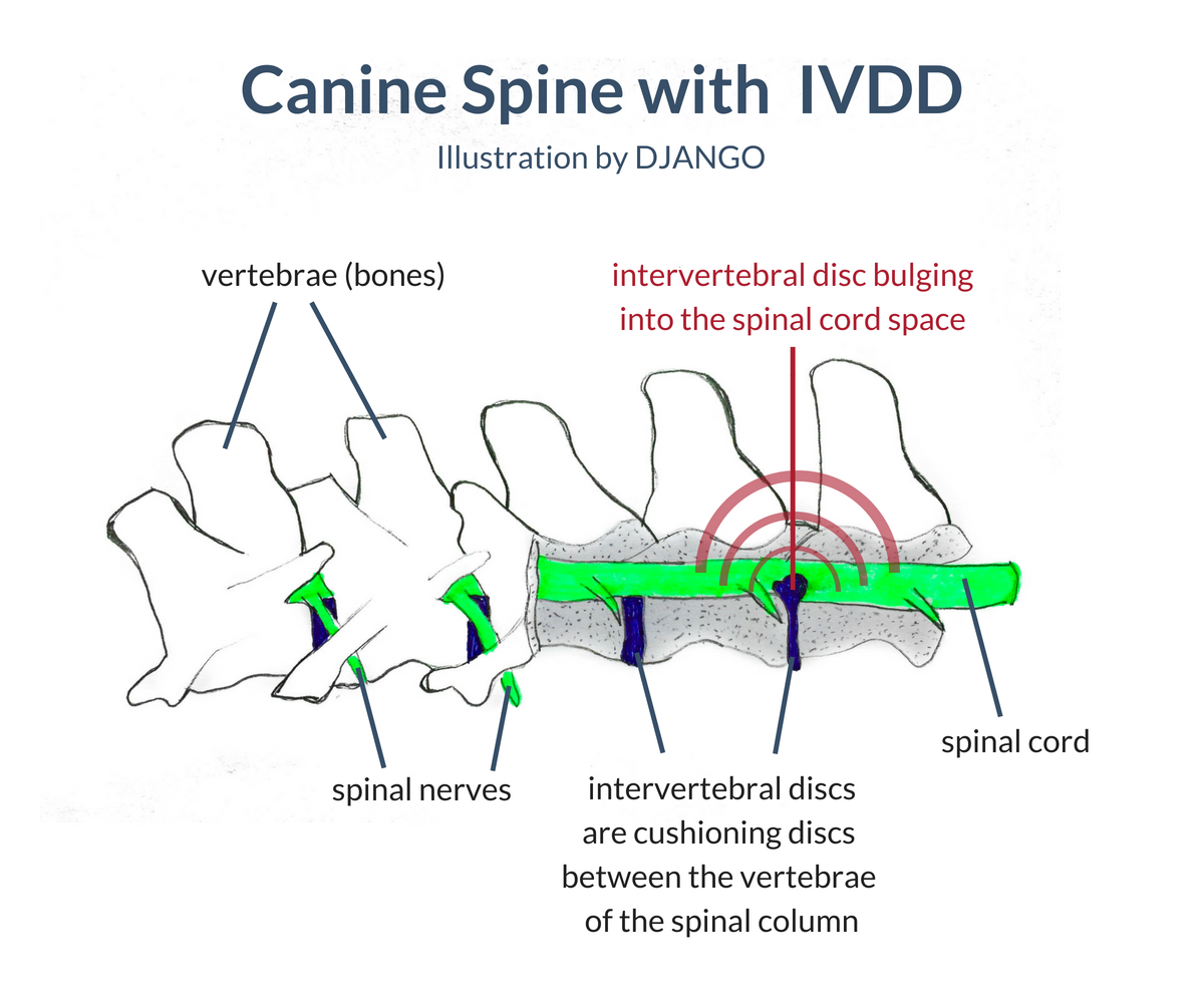 Image 2: Example of a canine dog spine with intervertebral disc disease (IVDD)