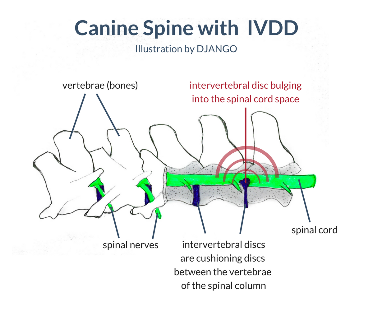 signs of internal trauma in dogs