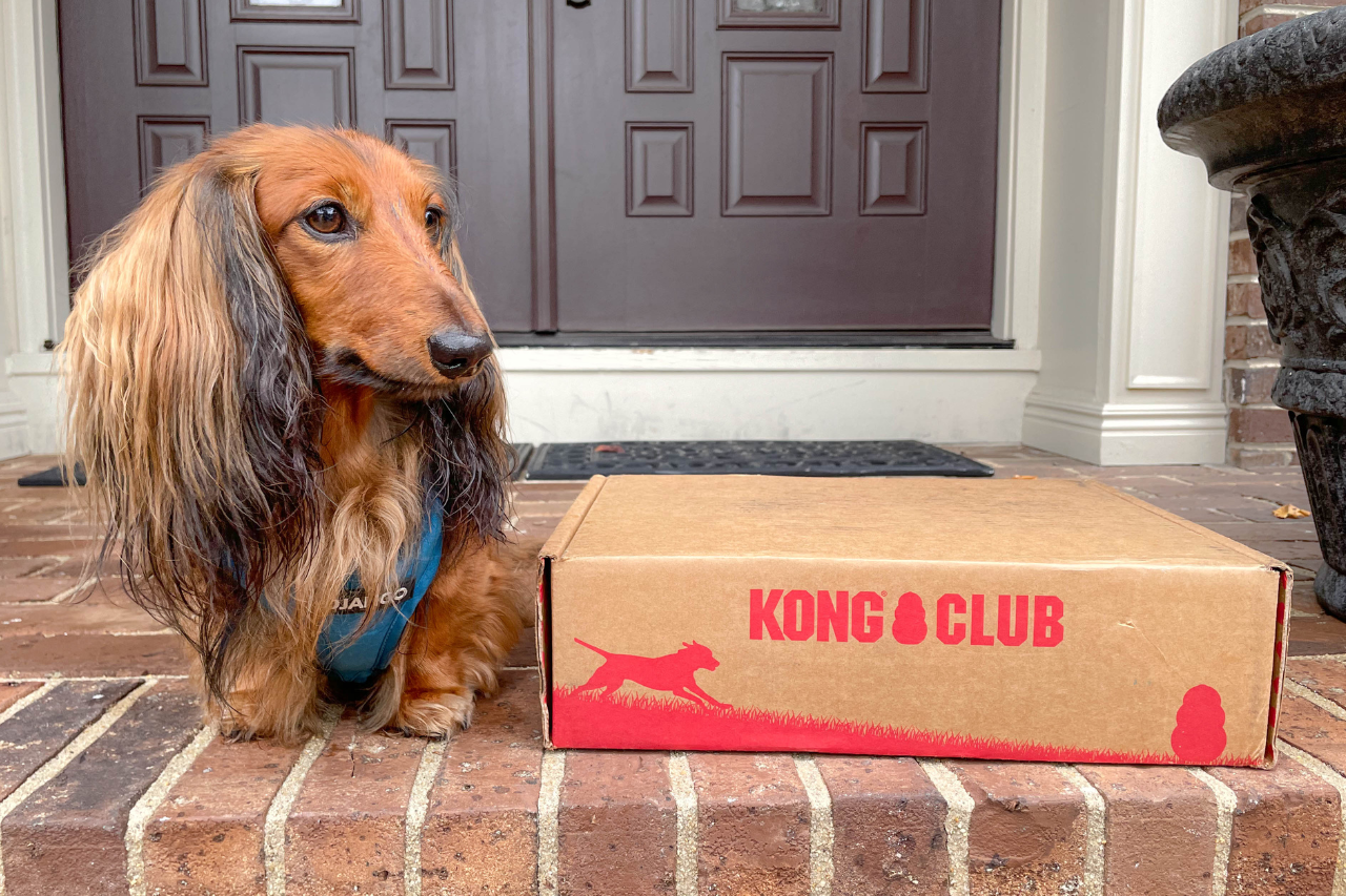 Kong Club: Unboxing and Review of the Monthly Dog Subscription Box and 1:1 Pet Care App