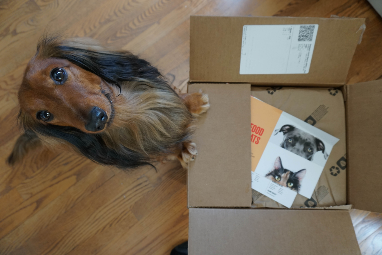 DJANGO Dog Blog Nom Nom Dog Food Review | Our Experience with the Fresh Dog Food Subscription Service